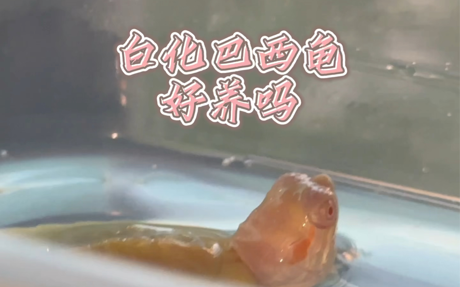 白化巴西龟好养吗哔哩哔哩bilibili