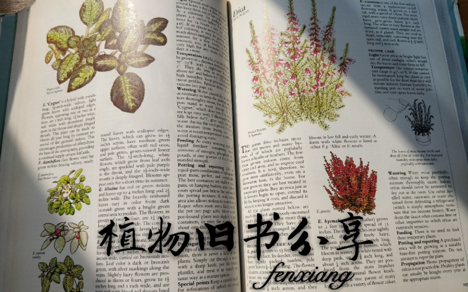 【旧书分享】植物旧书 junk journal素材 购书分享哔哩哔哩bilibili