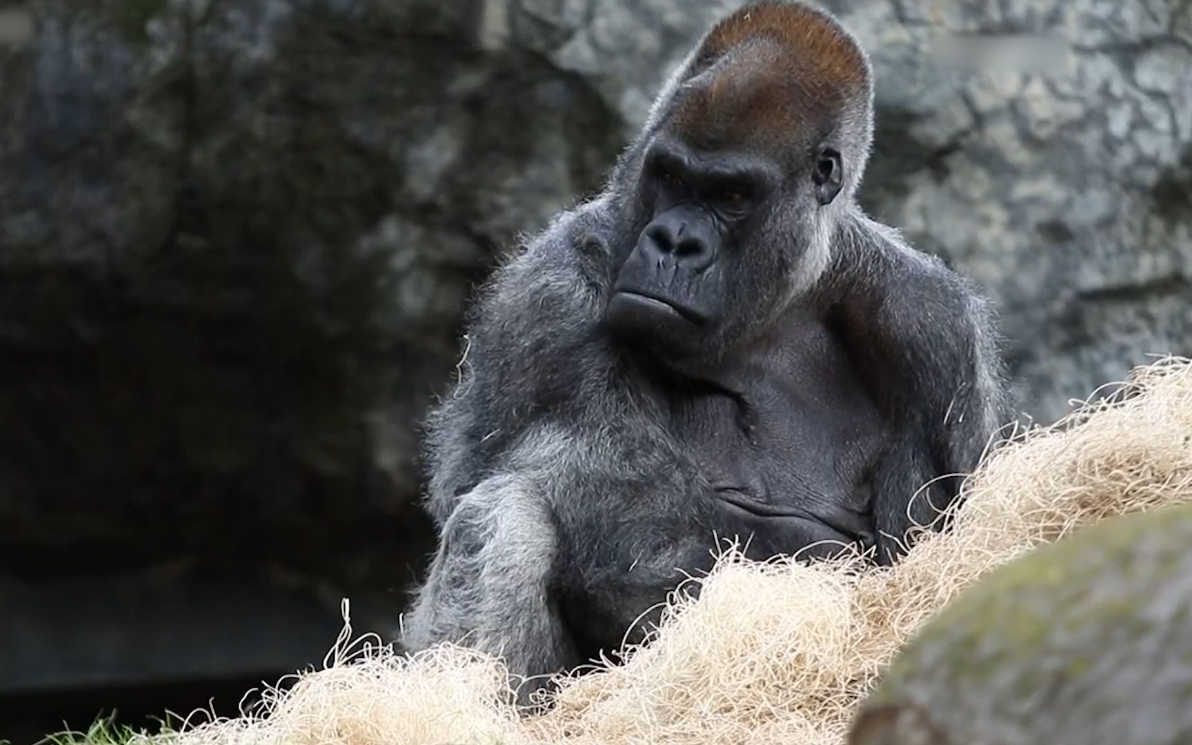 美国动物园13只大猩猩新冠阳性,或被饲养员传染 其中一只已60岁