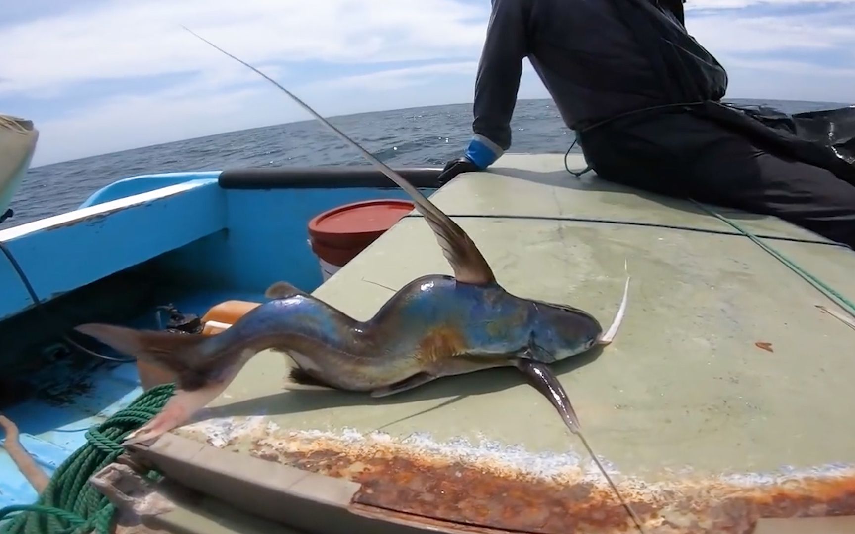 渔民出海捞上来一条弯曲的鱼身体严重变形这是变异了吗