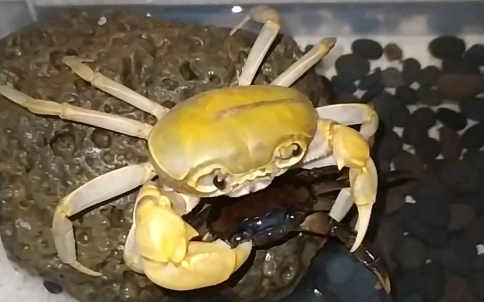 [府城溪蟹]海南府城溪蟹捕食束腰蟹_哔哩哔哩_bilibili