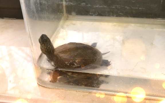 活动作品瓮中之鳖