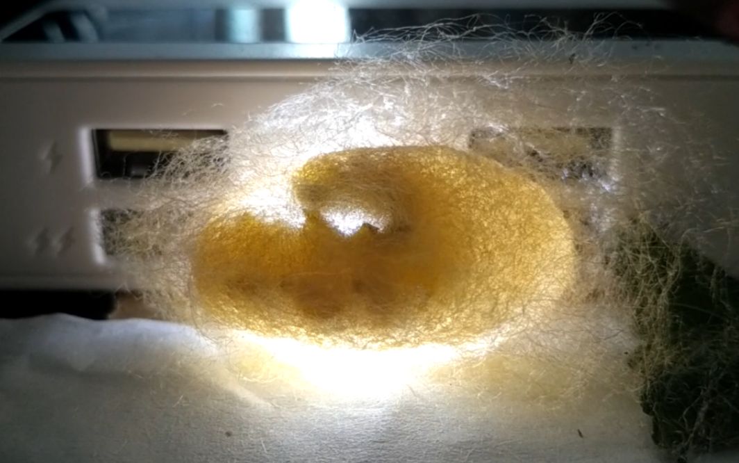 【生活】钱大爷的蚕吐丝结茧