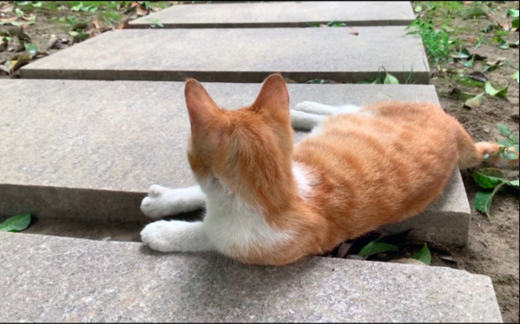 英姿飒爽的野橘猫