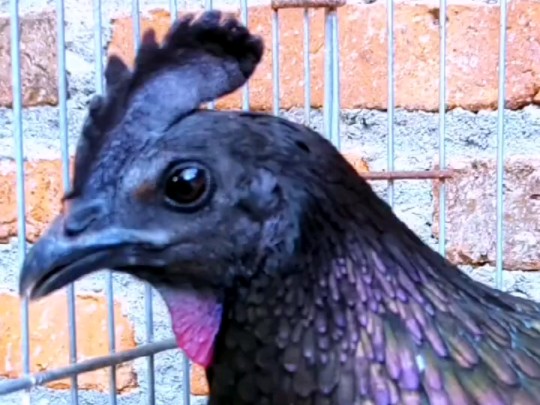 印尼贝吉萨鸡 印尼金属鸡