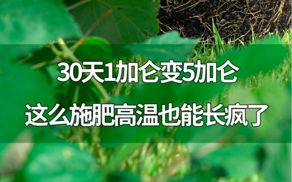 30天1加仑变5加仑,这么施肥高温也能长疯了哔哩哔哩bilibili