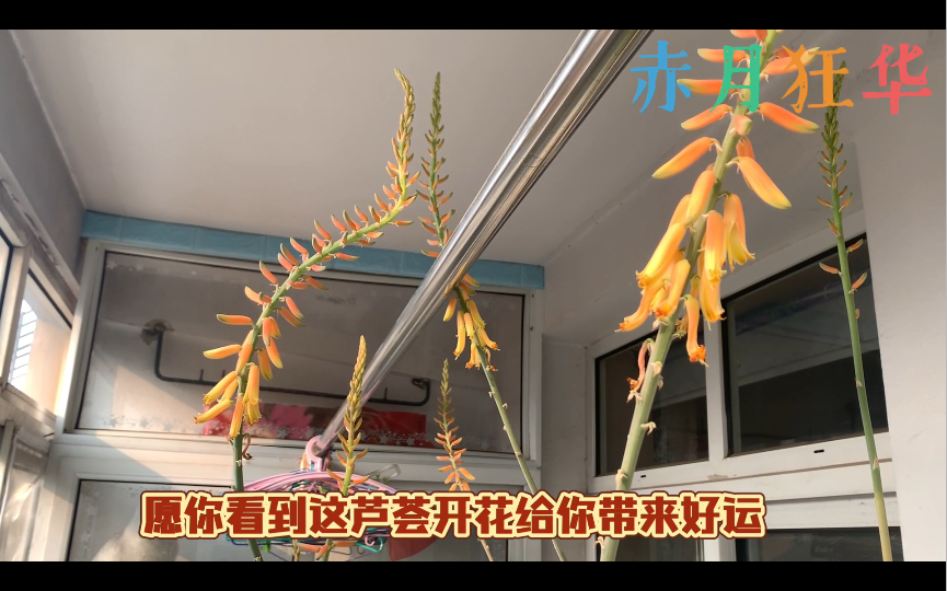 芦荟开花结果你看到了吗哔哩哔哩bilibili