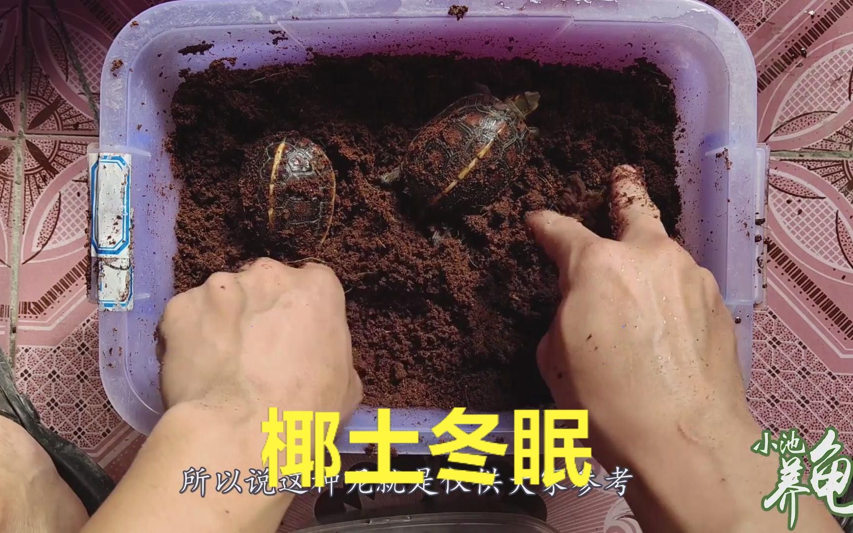 小池养龟用椰土给乌龟冬眠怎么操作简单实用的冬眠方式
