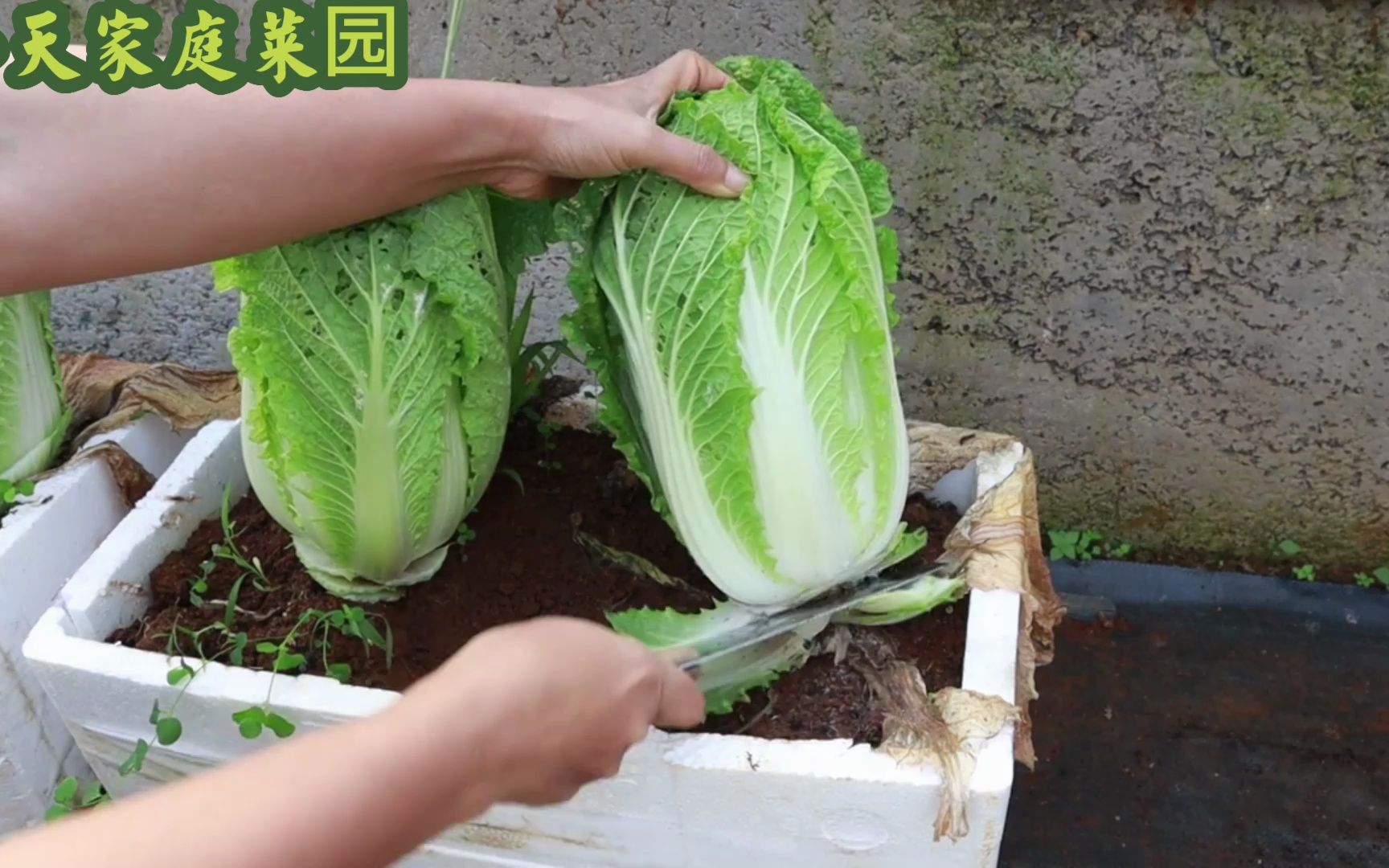 泡沫箱不要扔掉,用这方法种大白菜真心不错,一点也不比菜地差哔哩哔哩bilibili