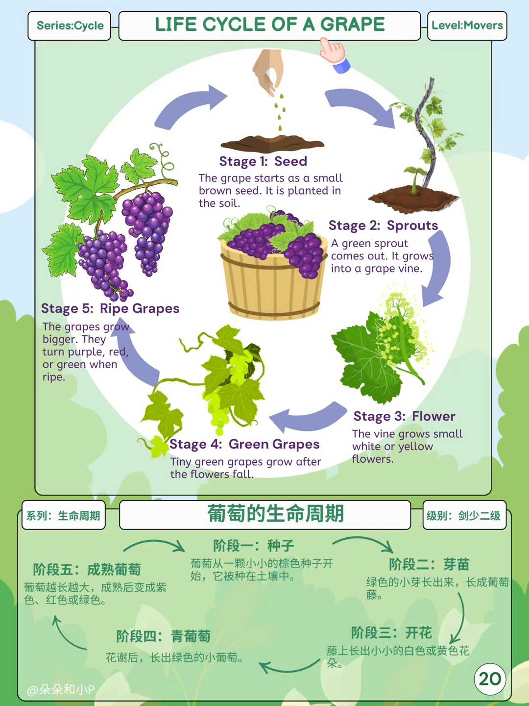 20.葡萄的生命周期