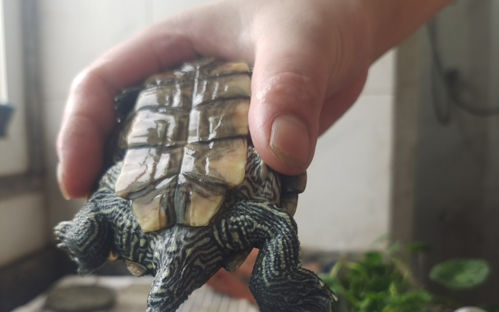 今天给你们看看龟鞭.六七厘米的地图龟龟这么大的鞭.