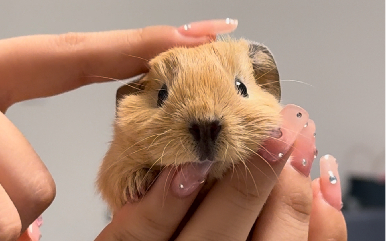 吃手手的小熊baby!