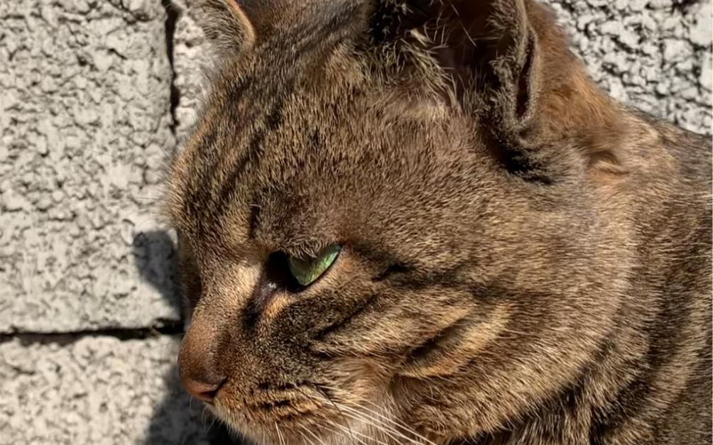 黝黑发亮的猫三儿