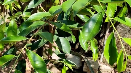 油叶子奇楠的特点