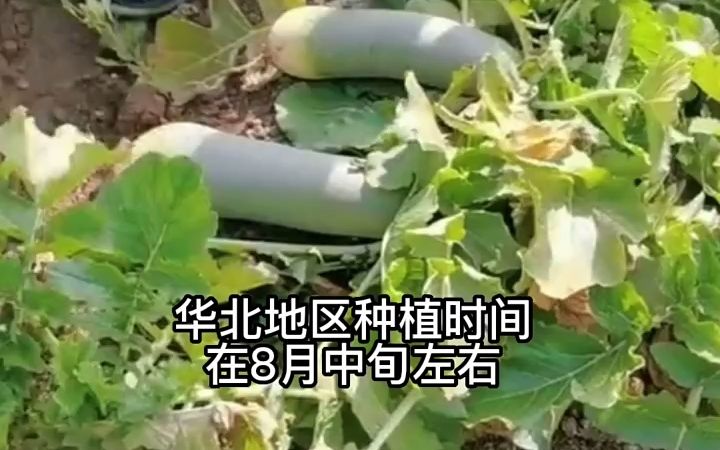 萝卜种植时间,种植方法哔哩哔哩bilibili