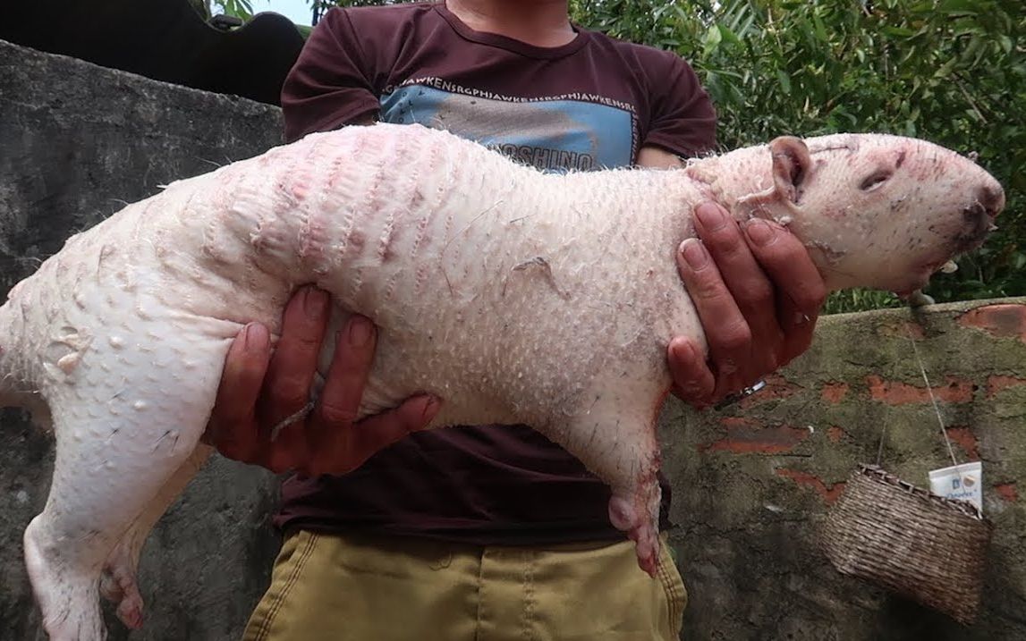 【越南野味】看越南人制作豪猪烤串,香啊!