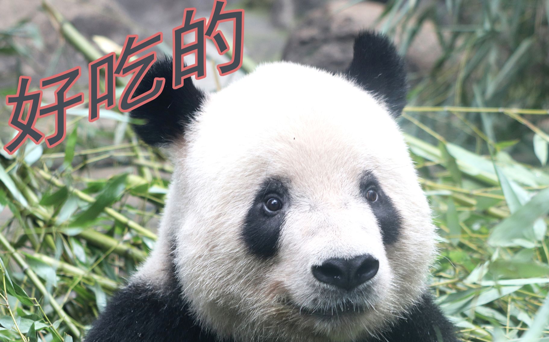 大熊猫萌二萌笑笑吃药真省心