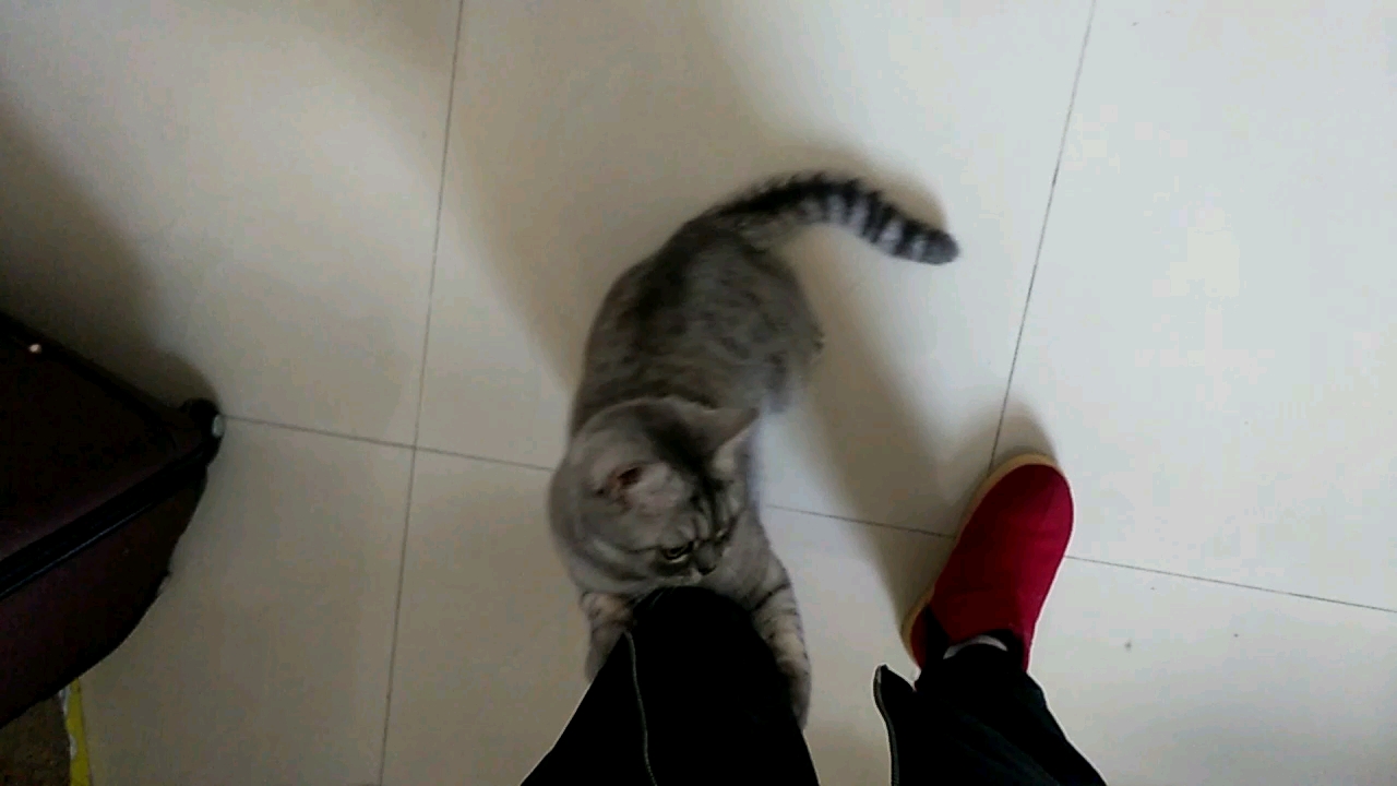 所谓饿猫扑人哔哩哔哩bilibili