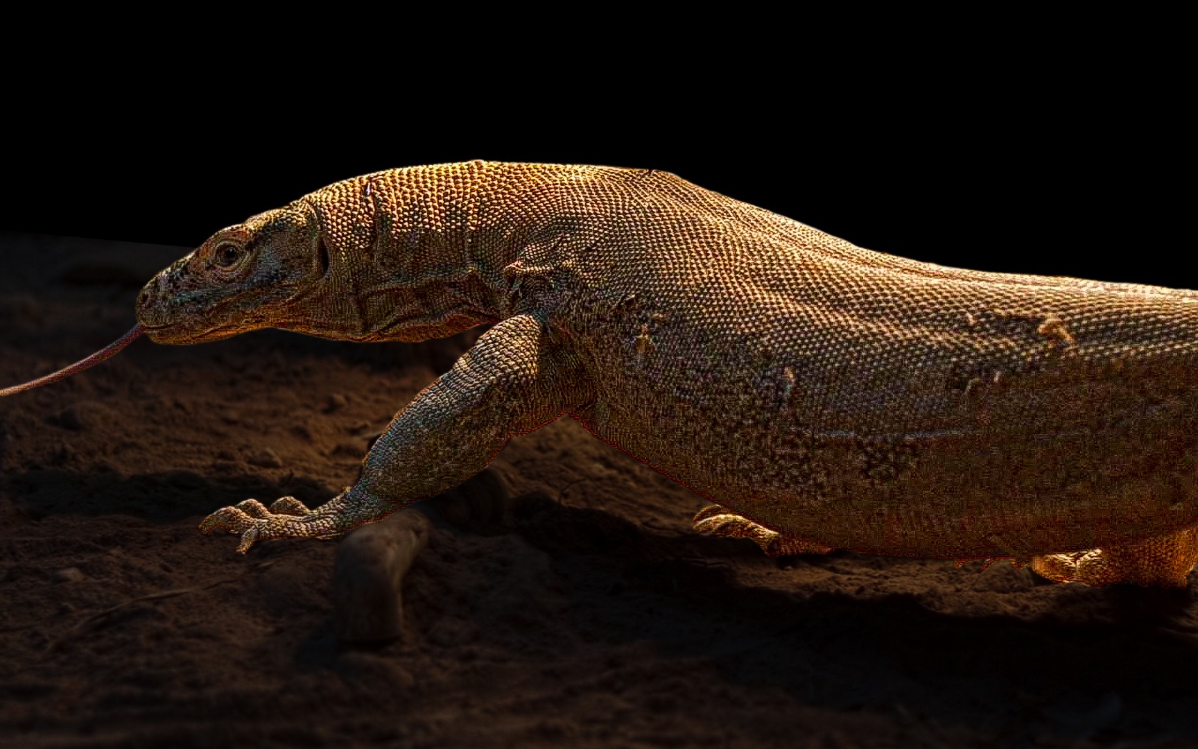 科莫多龙摇摆舞步?王锦蛇,美洲狮秀出自己,动物园春节集锦