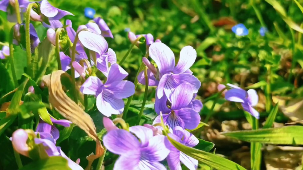 路边紫色的小花成堆的开,有个特别的朋友陪我一起看花,何其幸运