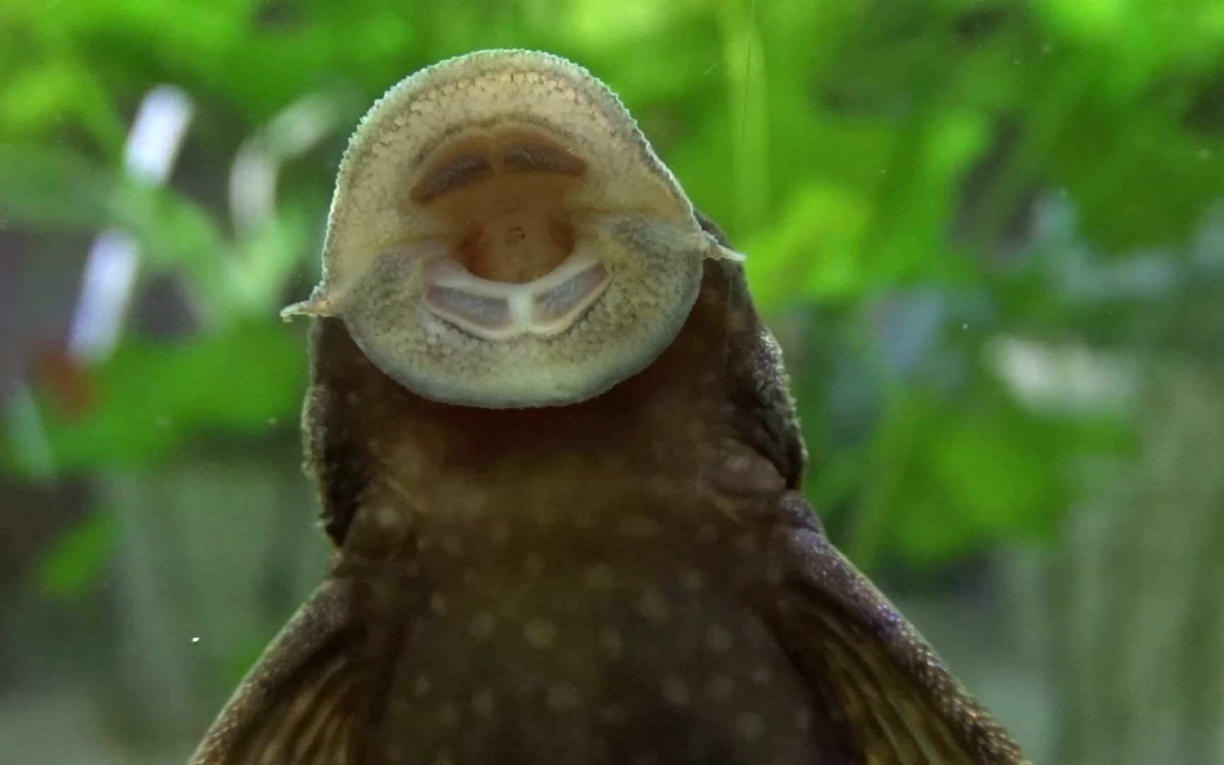 水族鱼草缸宠物档案 #4: 黄金大胡子鲶鱼 钩鲇属 (ancistrus sp.