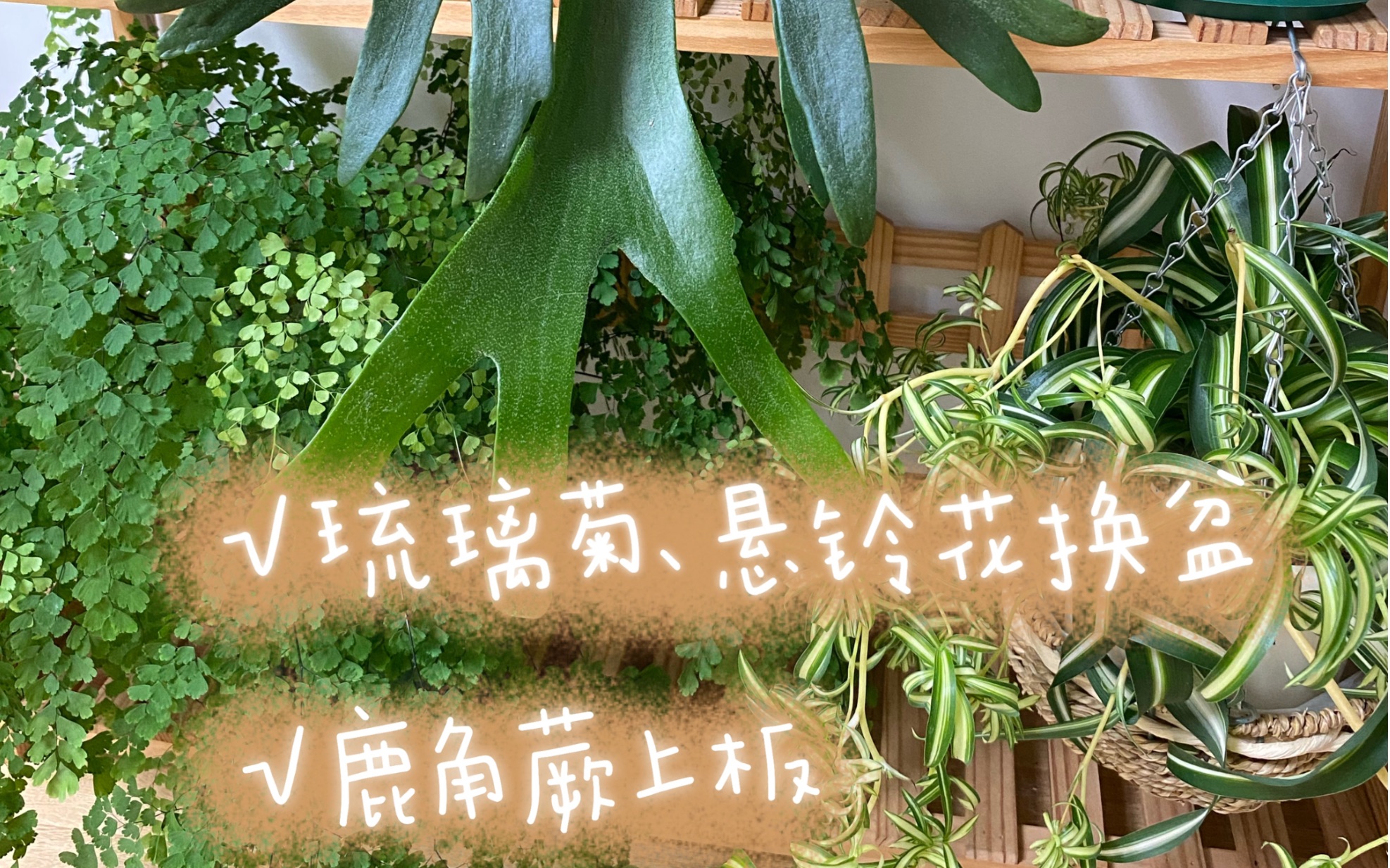 [图]方寸花园，治愈日常|花草换盆上板