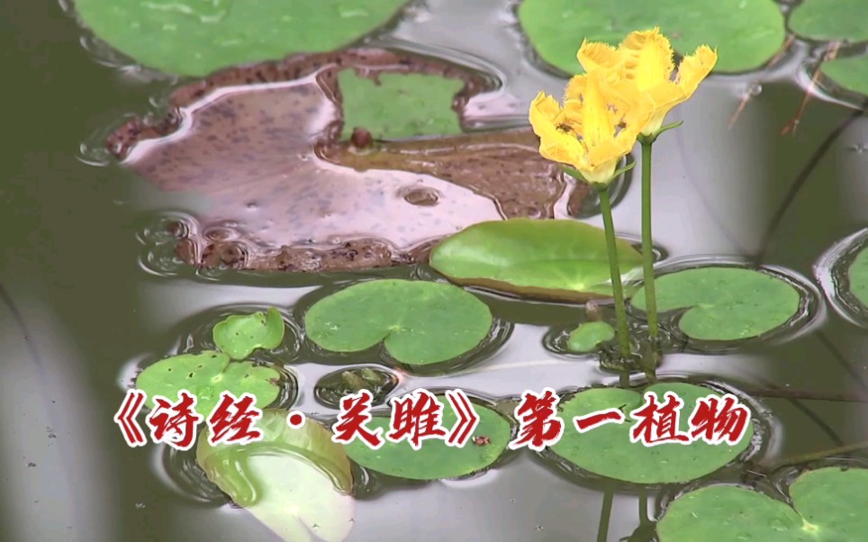 [图]《诗经•关雎》中的第一植物，荇菜。是“参差荇菜，左右流之”的荇菜，穿越三千年，在西湖边遇见。附带杭州特产，西湖莼菜。