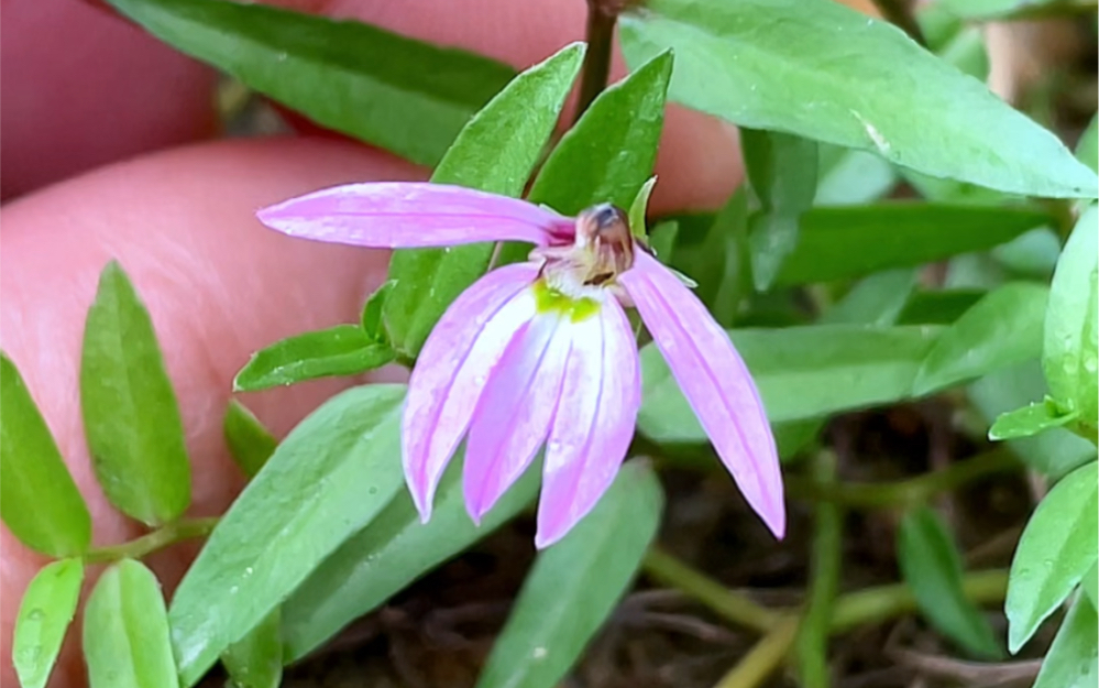 花只开一半且酷似莲花而得名的"半边莲",你见过吗?
