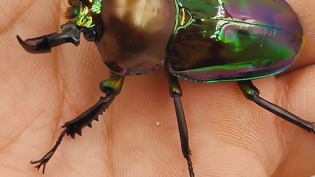 澳洲彩虹锹形虫亮处与暗处的颜色对比