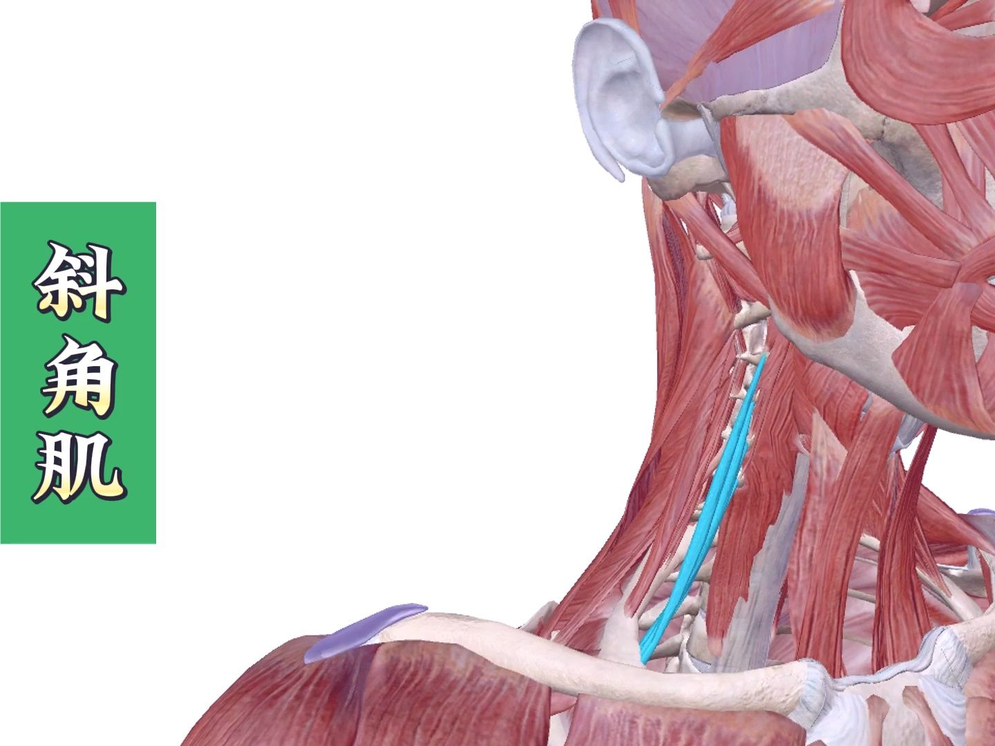 斜角肌起止点、斜角肌的功能、斜角肌的激痛点、斜角肌损伤后的症状、斜角肌的处理方法——4个方面全方位讲解——天下明医平台简灵奇针尹振汉讲解...