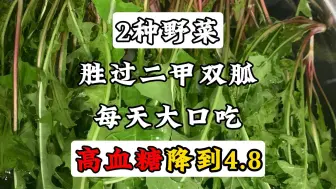 Download Video: 2种野菜，胜过二甲双胍，每天大口吃，高血糖降到4.8