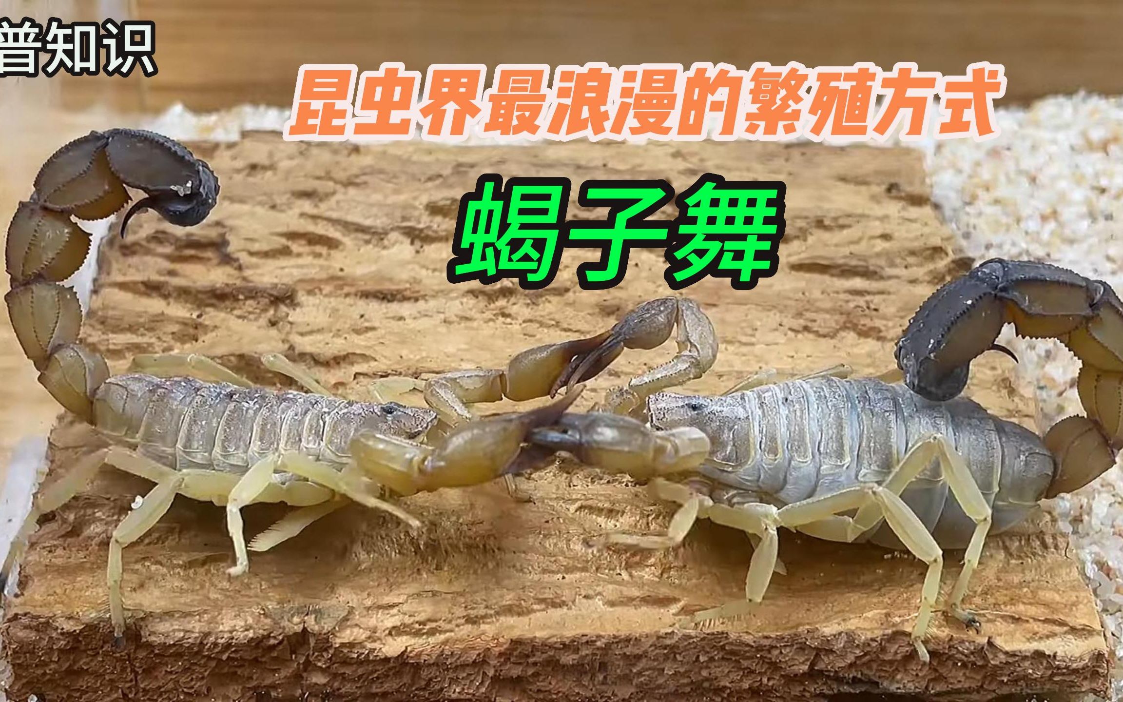 科普知识:昆虫界里最浪漫的繁殖方式---蝎子舞