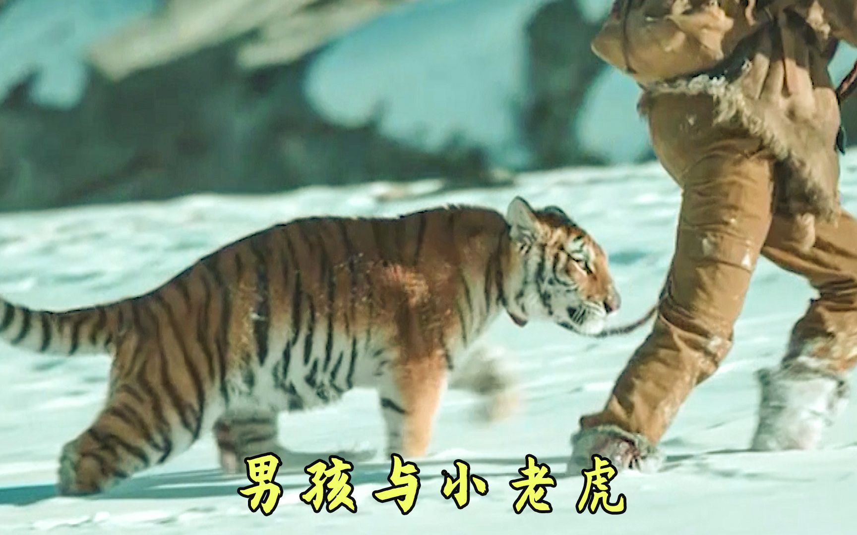 小男孩将老虎当狗子牵着养,在森林四处流浪,动物冒险电影