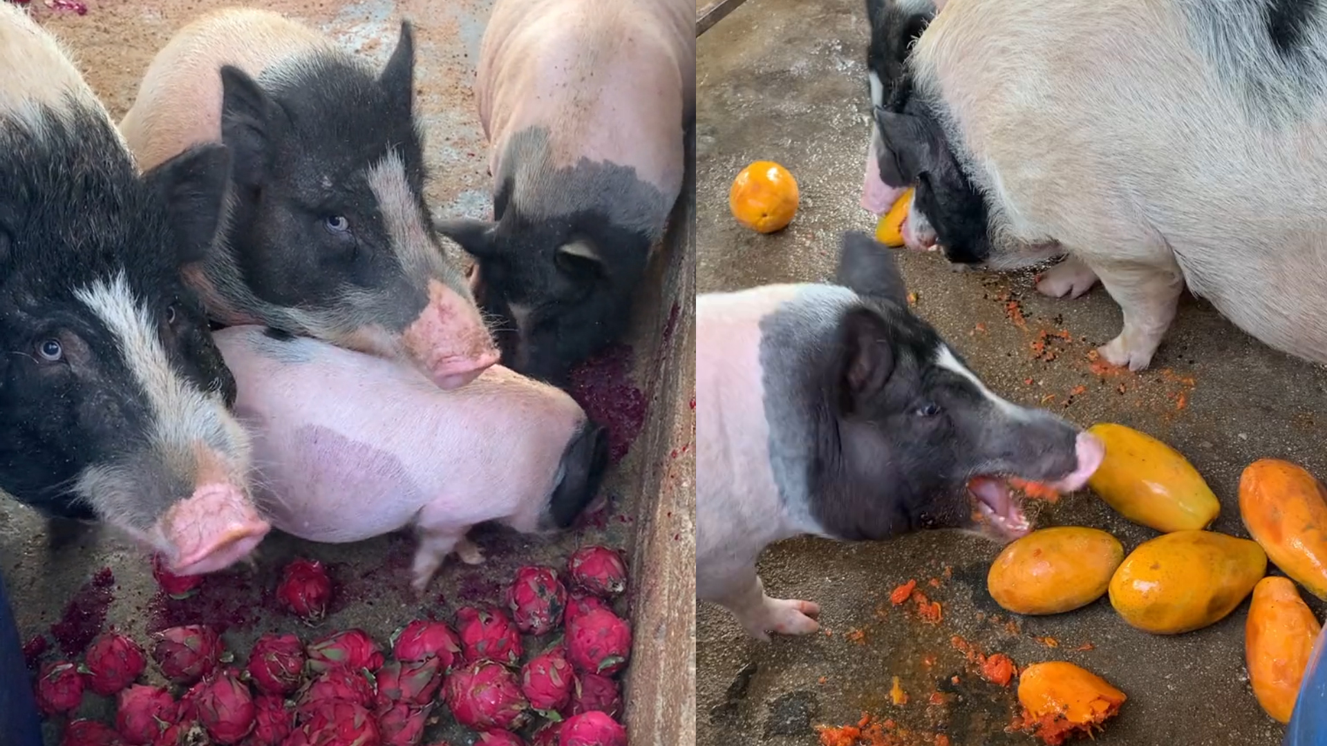 主人嫌次品火龙果扔掉可惜喂猪,猪抗议不吃直瞪眼:换木瓜才开心