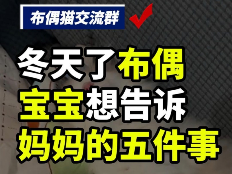 冬天布偶想让你知道的5件事,特别是后一件事千万要记住哦!#布偶猫交流群 #全国布偶猫交流群 #布偶猫日常 #布偶猫 #布偶 #杭州布偶猫交流群 #北京布偶...