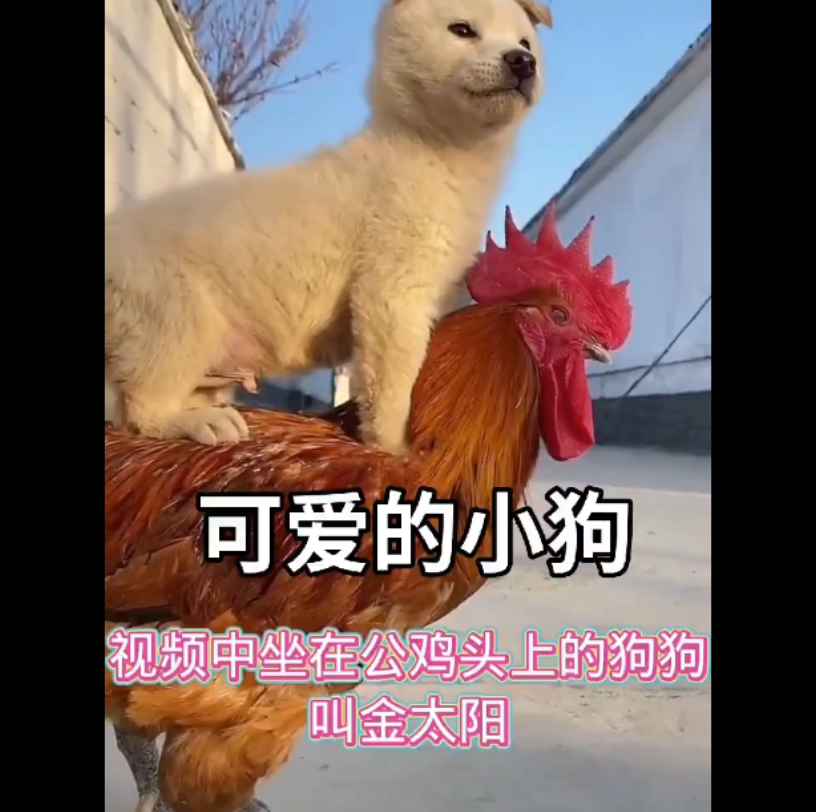 鸡和狗_哔哩哔哩_bilibili