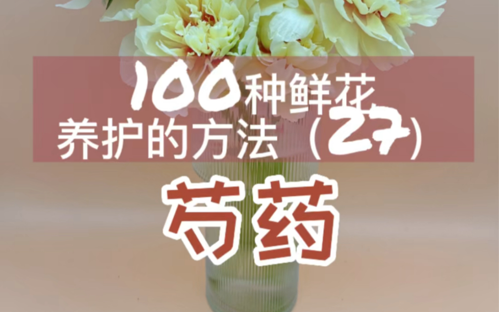 100种鲜花养护方法(27)芍药哔哩哔哩bilibili