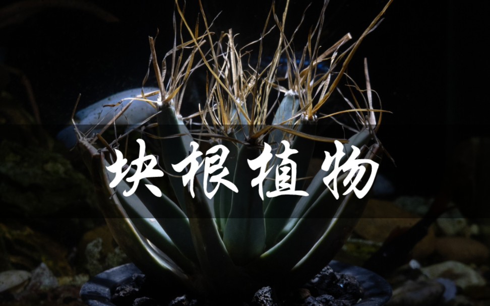 仙人球植物、块根植物哔哩哔哩bilibili