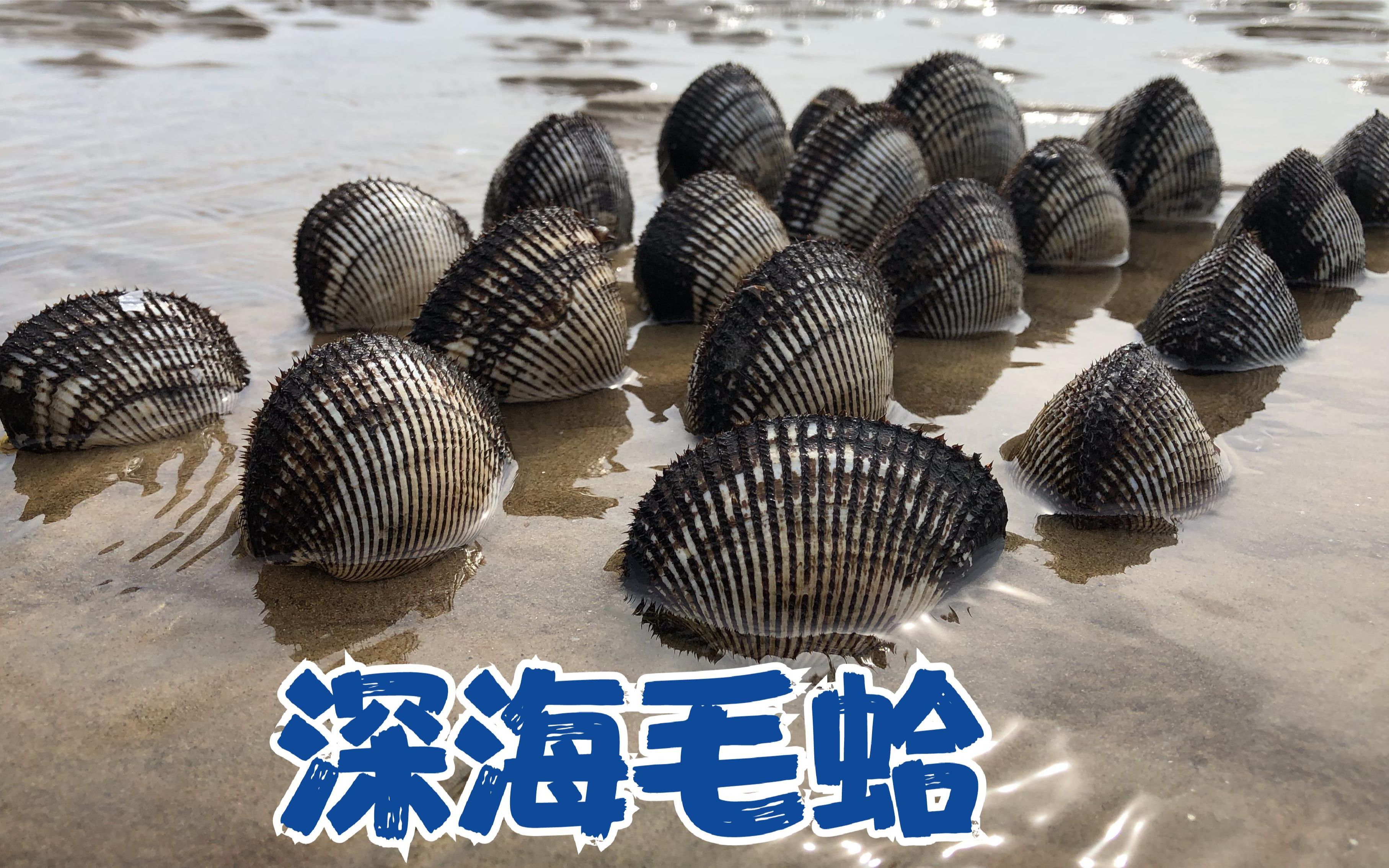 大风把深海毛蛤都挂到浅海,二哥今天要发财了,这么多的毛蛤蜊