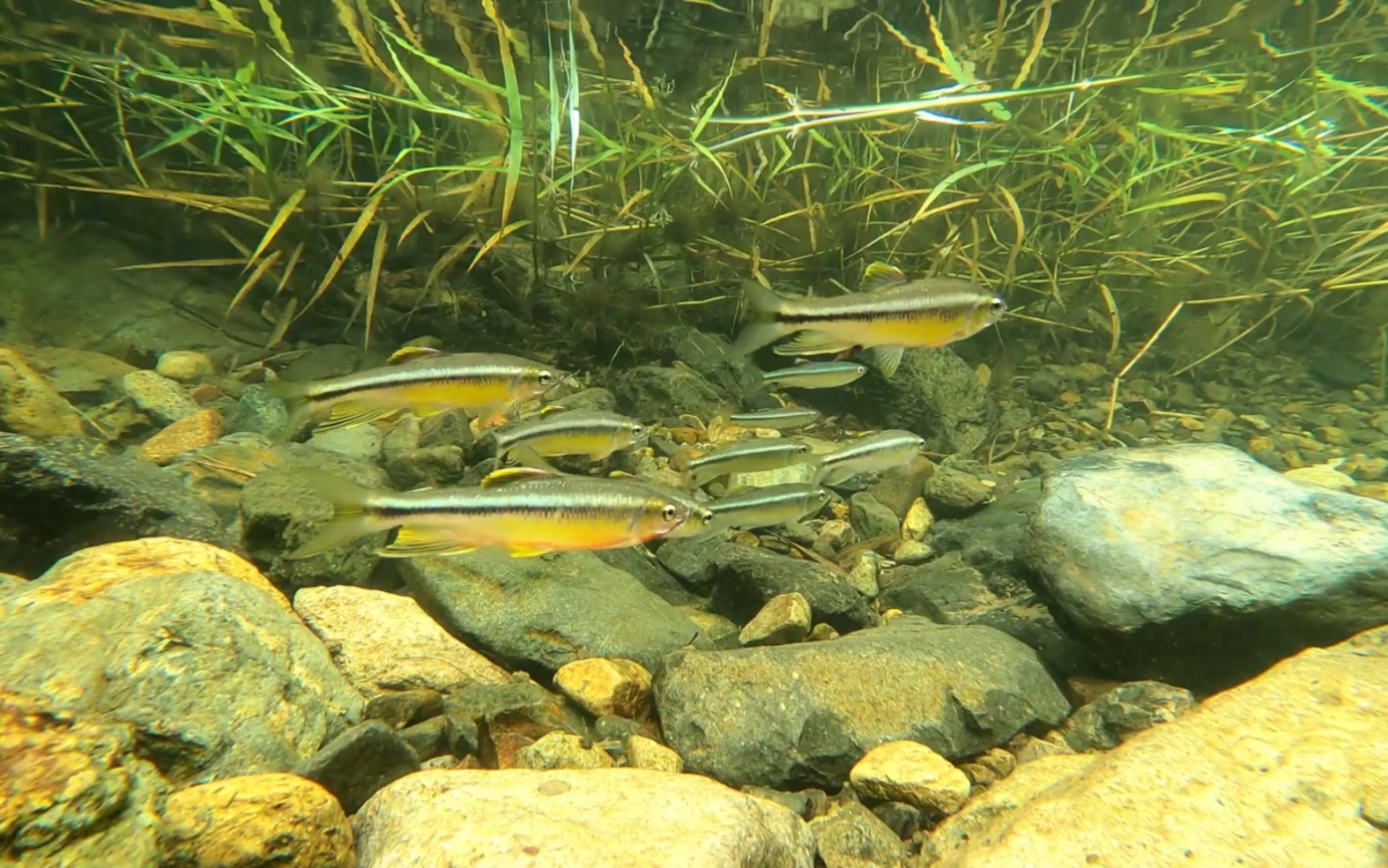 【youtube】韩国纵纹鱲