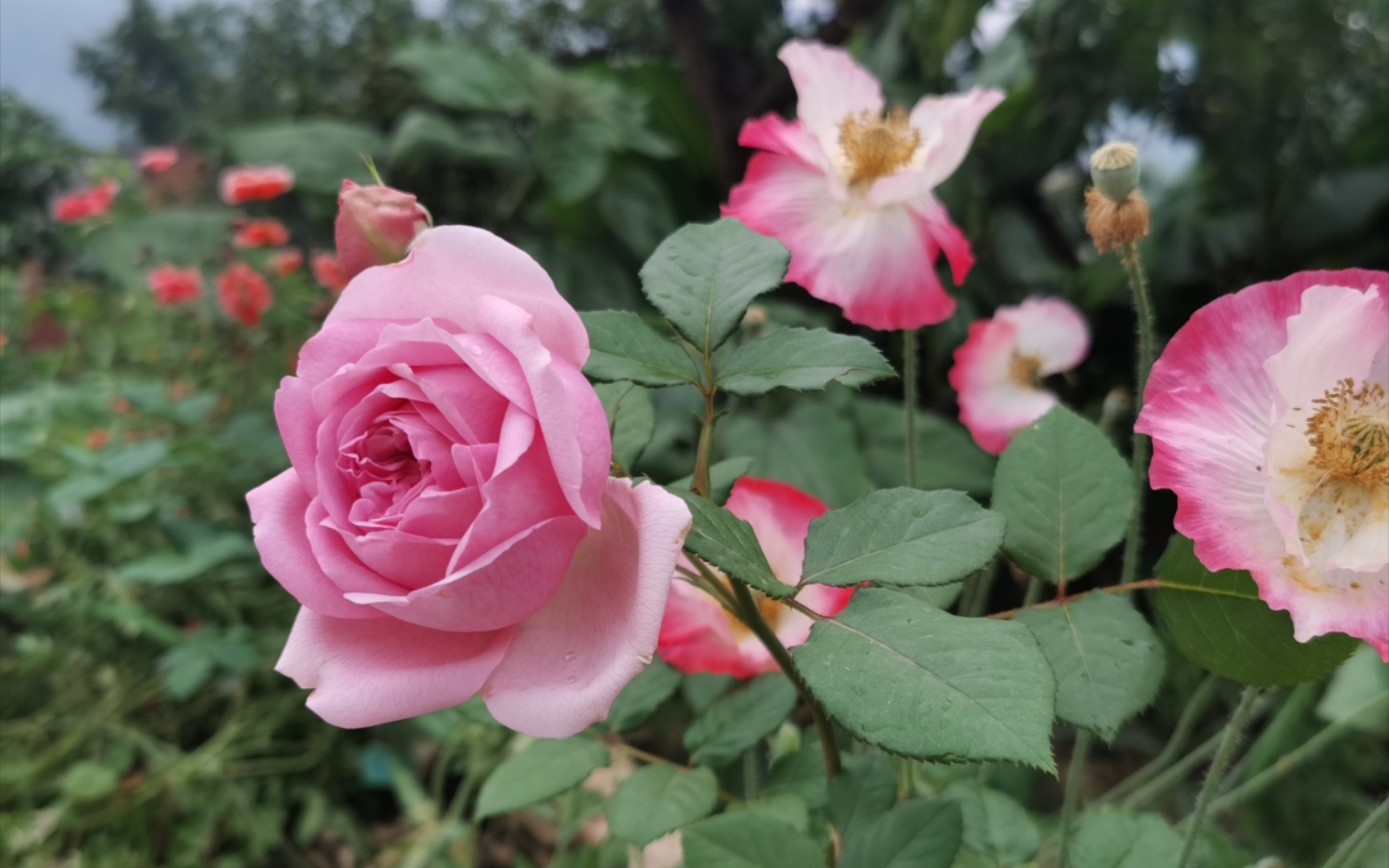 【月季 庞巴度/蓬巴杜】夏花 这次开标准了,真的好美好香!哔哩哔哩bilibili