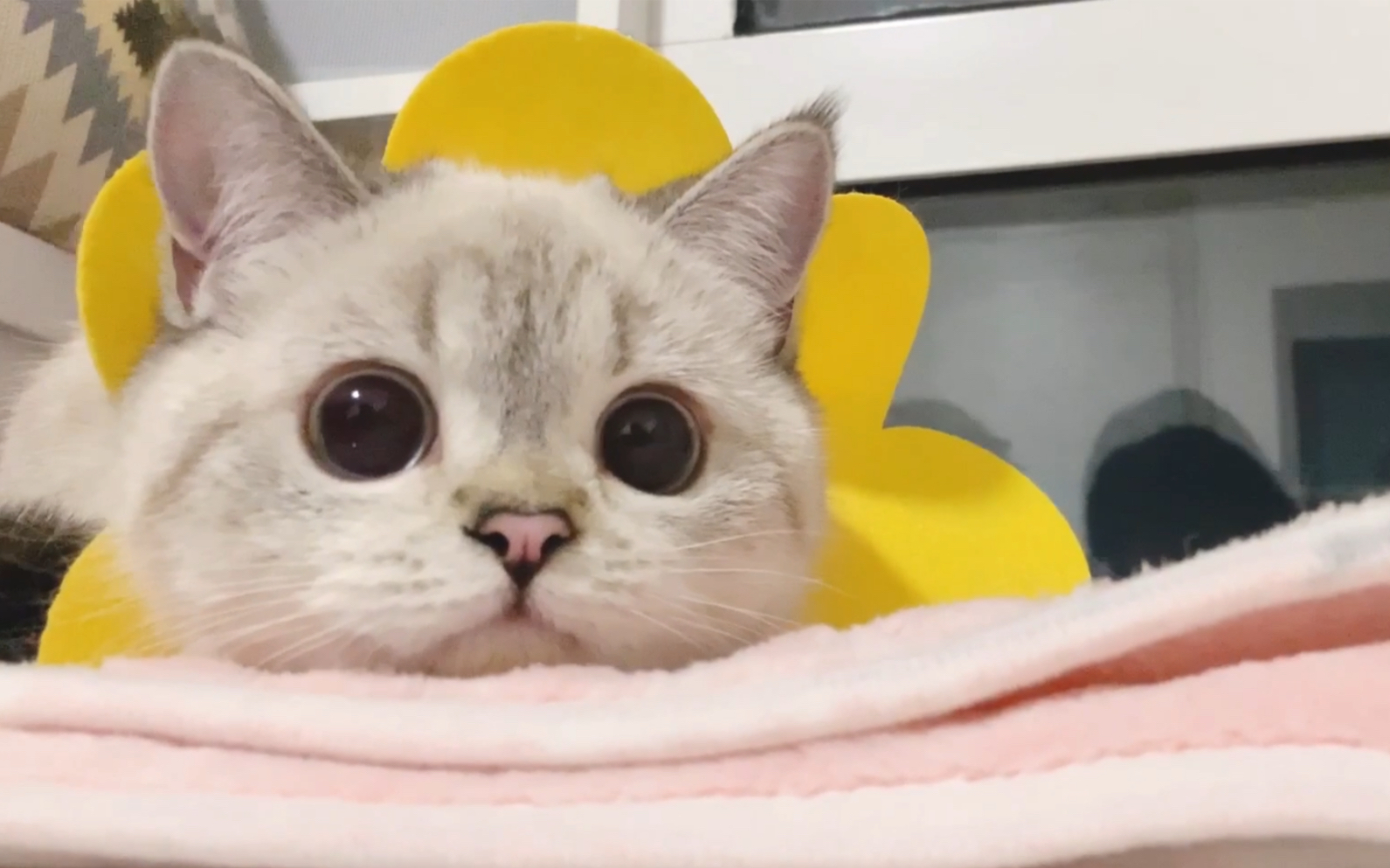 娜娜solo猫咪洗澡awsl日常妹妹有在好好长大