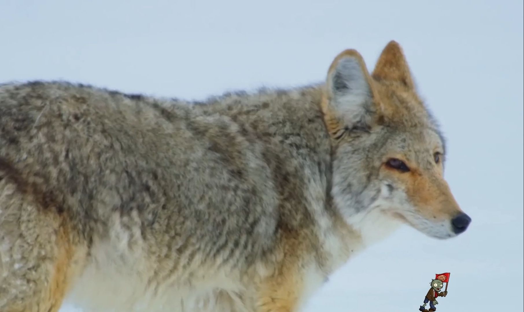 "前狼假寐,盖以诱敌"
