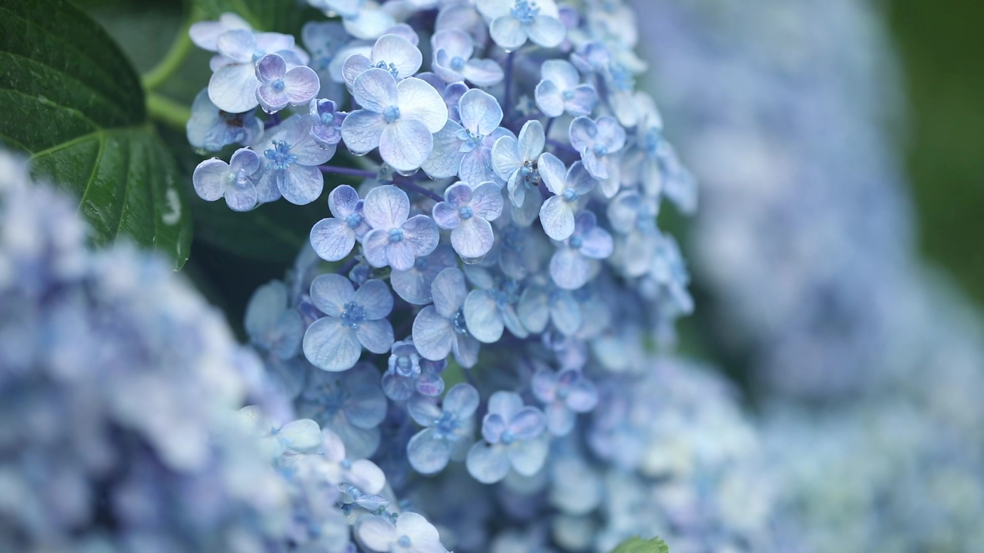 [图]最美的绣球，氤氲在江南的梅雨里……