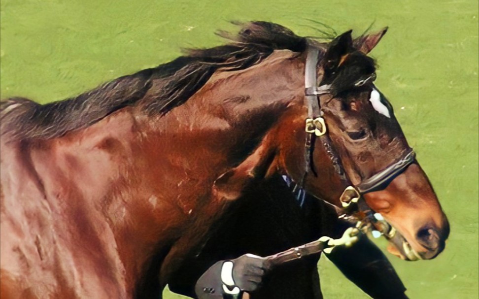 【赛马】鲁铎象征第30回日本杯回归影像合集