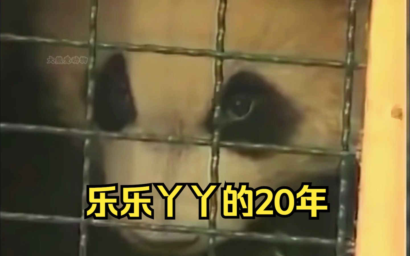 [图]旅美大熊猫乐乐丫丫的20年，你们终于回家了。看到最后一幕真的没忍住，还是泪崩了！