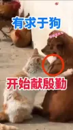 Download Video: 有求于狗...开始献殷勤。。。。