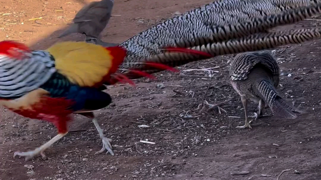 白腹锦鸡和红腹锦鸡的结合体.