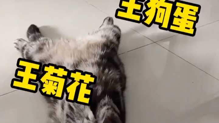 猫猫名字大全哔哩哔哩bilibili