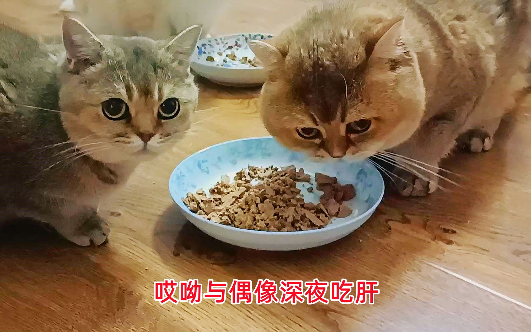 深夜给十几只靓猫喂鸡肝,哎呦与偶像夫妻温馨用餐,还有猫很嫌弃哔哩哔哩bilibili